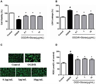 Storax Protected Oxygen-Glucose Deprivation/Reoxygenation Induced Primary Astrocyte Injury by Inhibiting NF-κB Activation in vitro